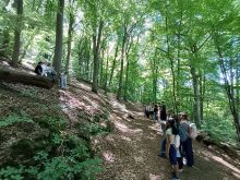Bild-Wald-26-4