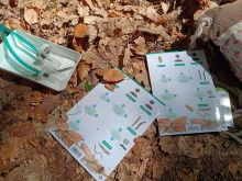 Bild-Wald-26